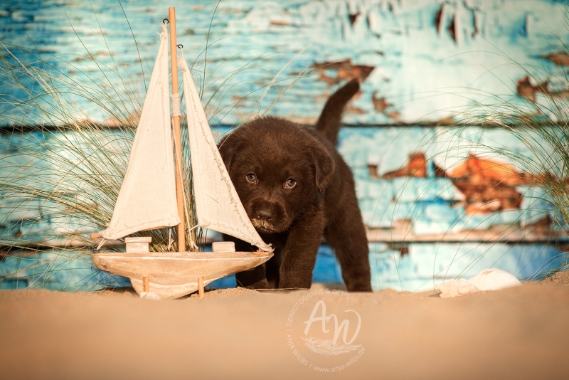 Anja-Wilbs-Tierfotografie_Labradorwelpe_15