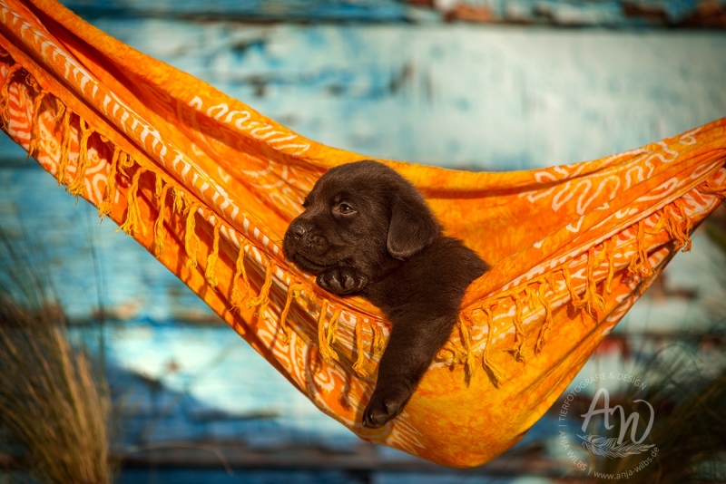 Anja-Wilbs-Tierfotografie_Labradorwelpe_17