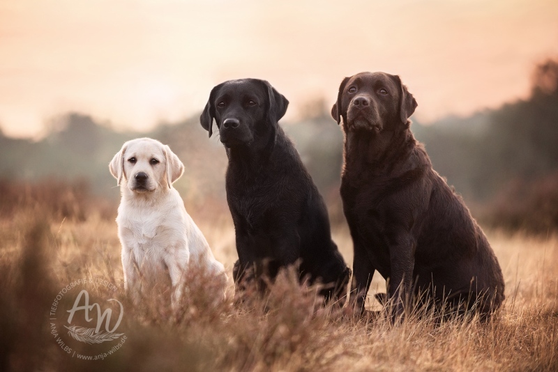 Anja-Wilbs-Tierfotografie_Labradorwelpe_2
