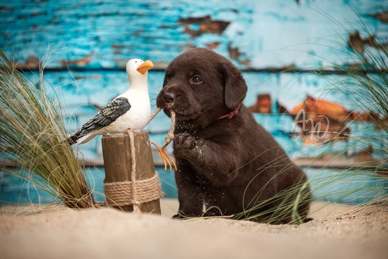 Anja-Wilbs-Tierfotografie_Labradorwelpe_20