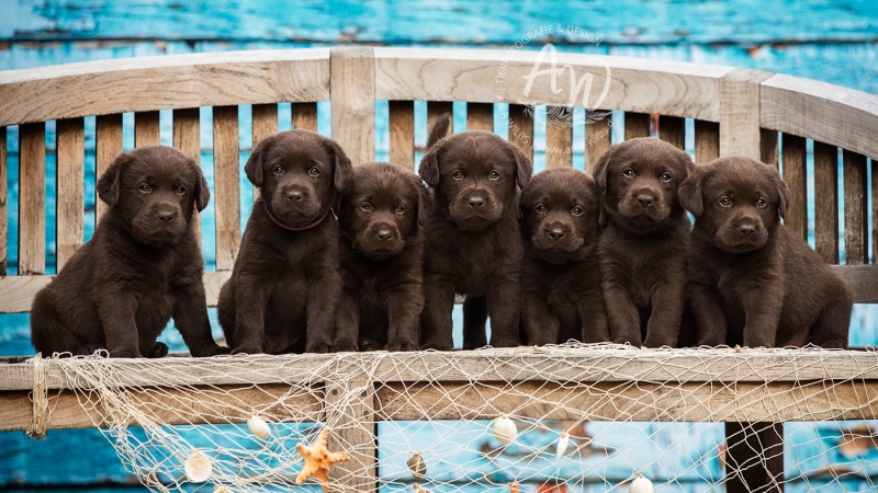 Anja-Wilbs-Tierfotografie_Labradorwelpe_22
