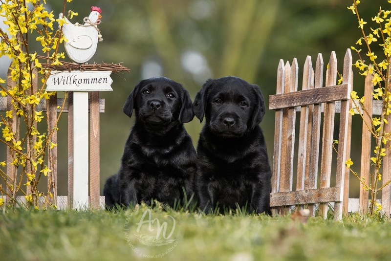 Anja-Wilbs-Tierfotografie_Labradorwelpe_23