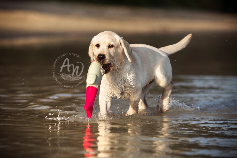 Anja-Wilbs-Tierfotografie_Labradorwelpe_4