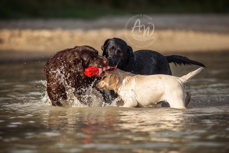 Anja-Wilbs-Tierfotografie_Labradorwelpe_5