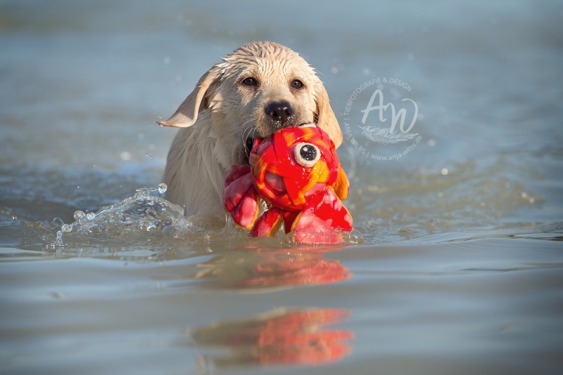 Anja-Wilbs-Tierfotografie_Labradorwelpe_6