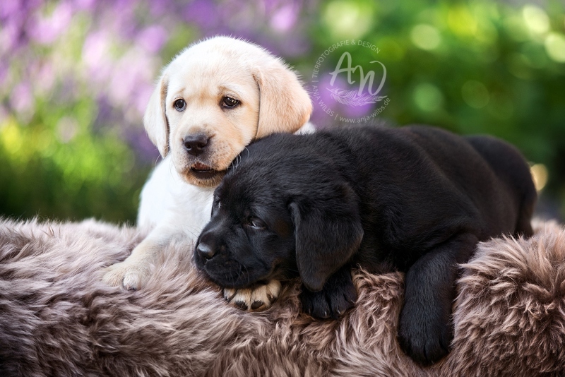 Anja-Wilbs-Tierfotografie_Labradorwelpe_7