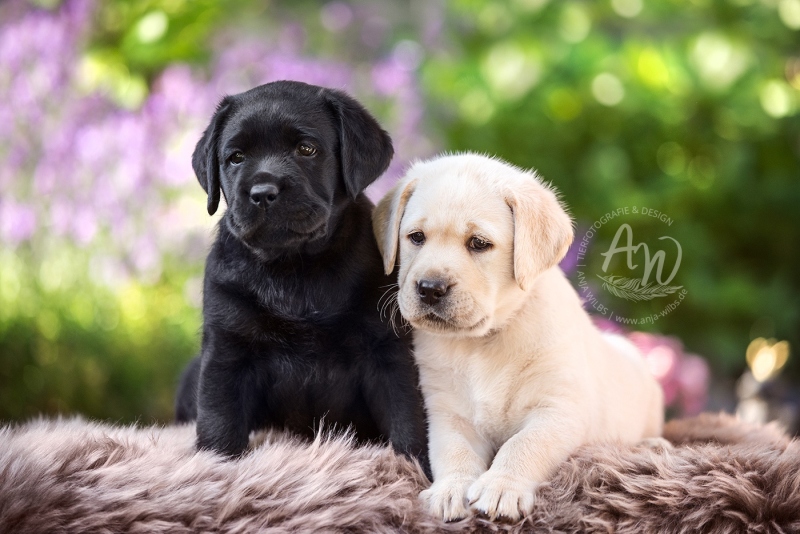 Anja-Wilbs-Tierfotografie_Labradorwelpe_8