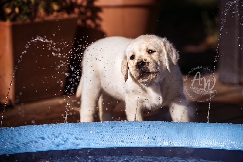 Anja-Wilbs-Tierfotografie_Labradorwelpe_9