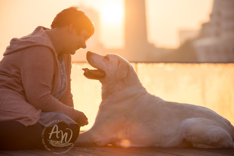 Anja-Wilbs-Tierfotografie_Labrador_11