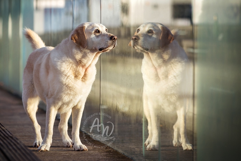 Anja-Wilbs-Tierfotografie_Labrador_14
