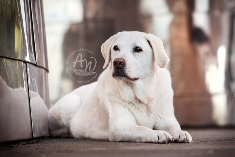 Anja-Wilbs-Tierfotografie_Labrador_15