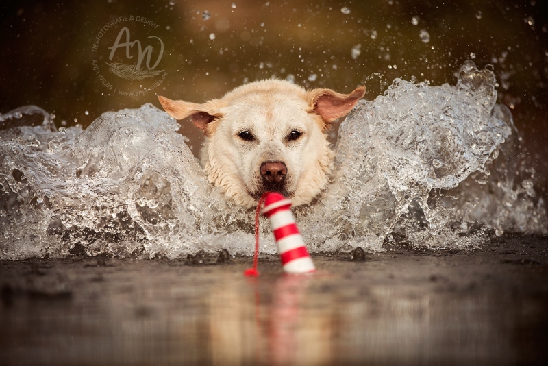 Anja-Wilbs-Tierfotografie_Labrador_5