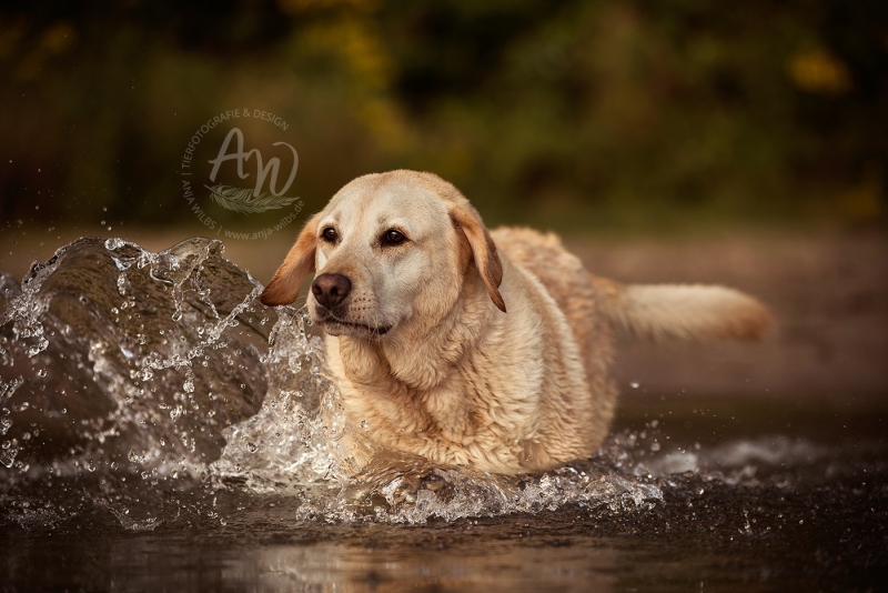Anja-Wilbs-Tierfotografie_Labrador_6