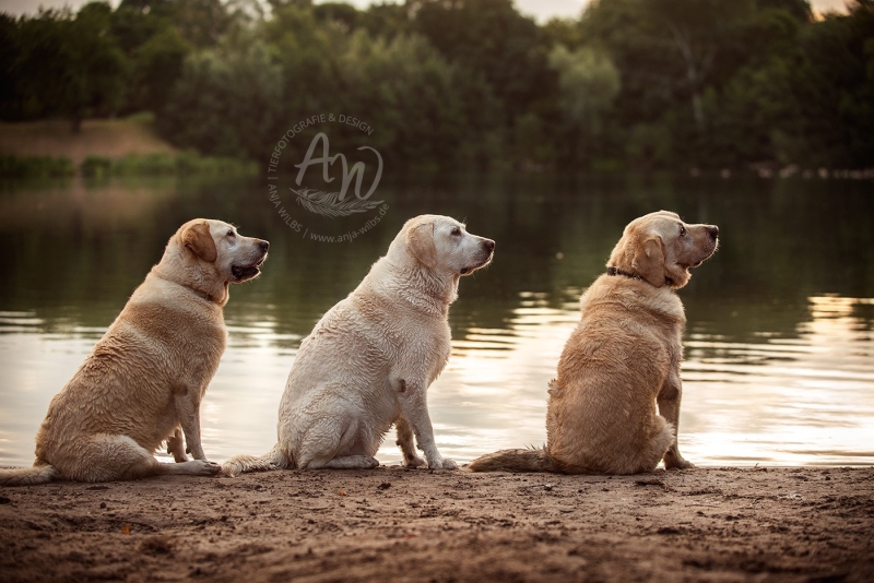 Anja-Wilbs-Tierfotografie_Labradore_2