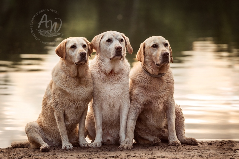 Anja-Wilbs-Tierfotografie_Labradore_3