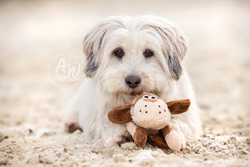 Anja-Wilbs-Tierfotografie_Hund-am-Strand_11