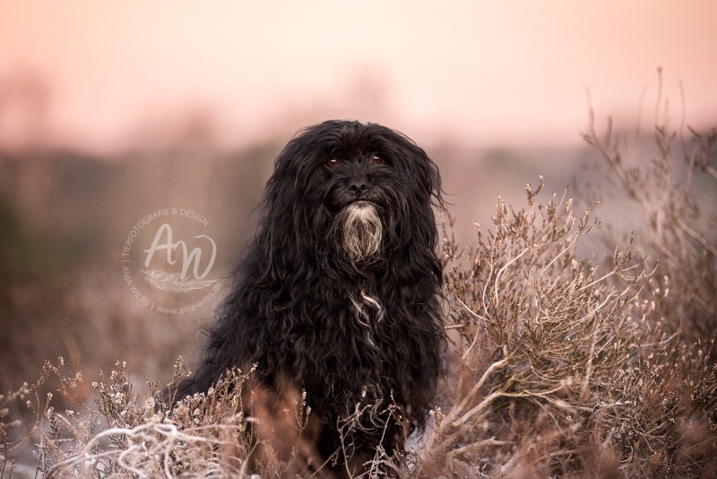 Anja-Wilbs-Tierfotografie_Hund-in-Heide_1