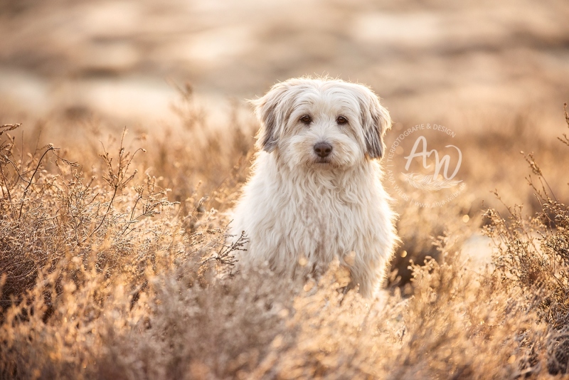 Anja-Wilbs-Tierfotografie_Hund-in-frostiger-Heide_7