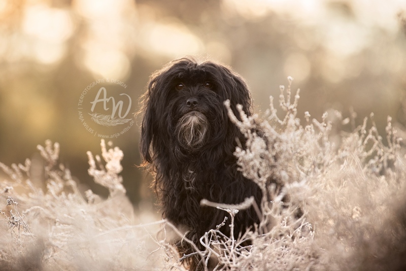 Anja-Wilbs-Tierfotografie_Hund-in-frostiger-Heide_9