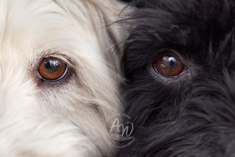 Anja-Wilbs-Tierfotografie_Hunde-Augen_13