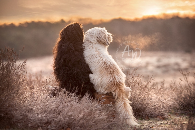 Anja-Wilbs-Tierfotografie_Hunde-Sonnenaufgang_2