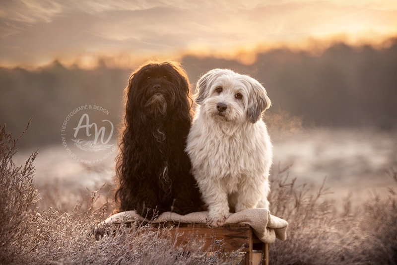 Anja-Wilbs-Tierfotografie_Hunde-Sonnenaufgang_3