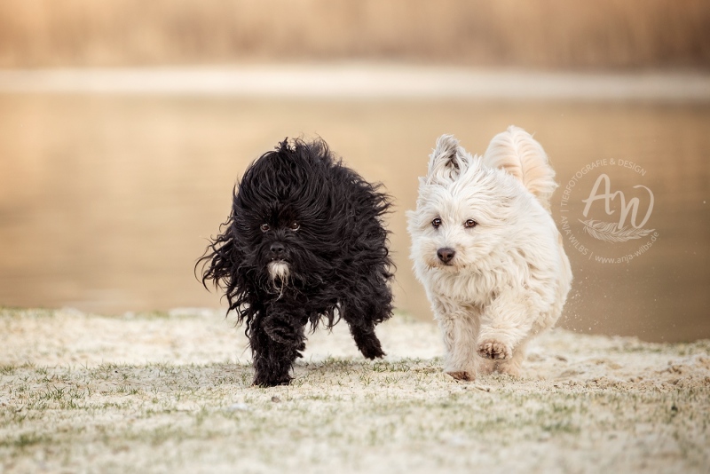 Anja-Wilbs-Tierfotografie_Hunde-am-Strand_12
