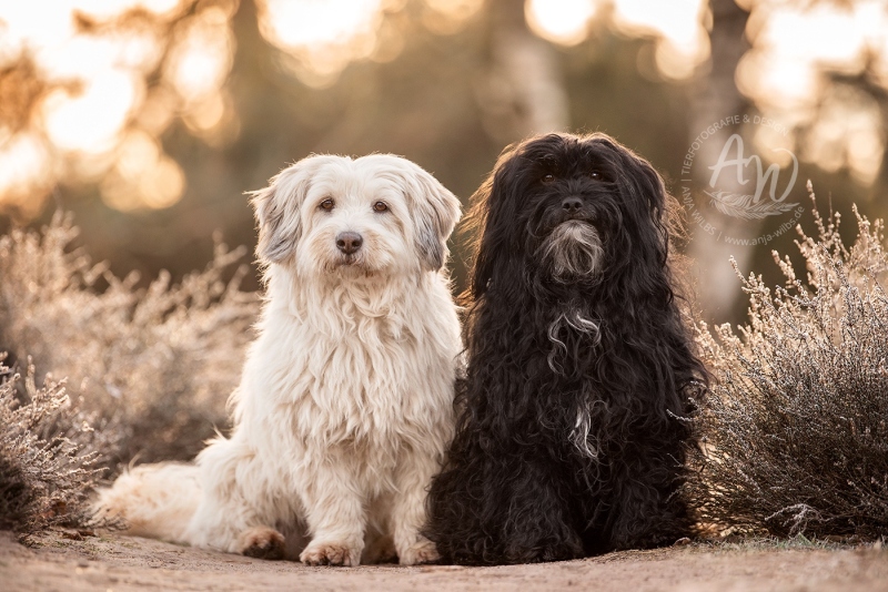 Anja-Wilbs-Tierfotografie_Hunde-in-frostiger-Heide_10
