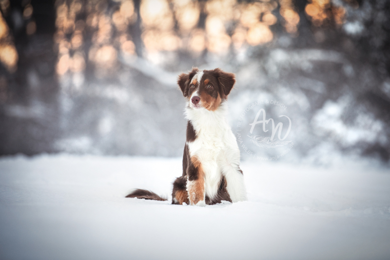 ANJA-WILBS_Tierfotografie_Schneebild_1