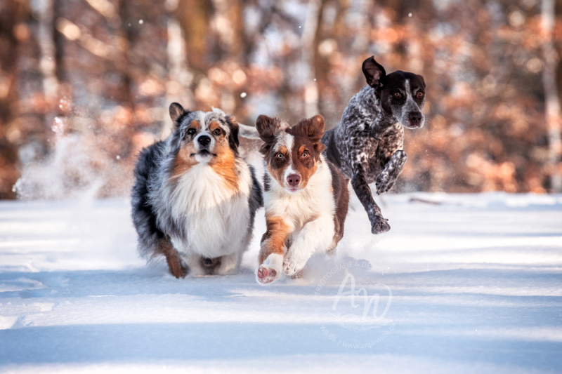 ANJA-WILBS_Tierfotografie_Schneebild_10