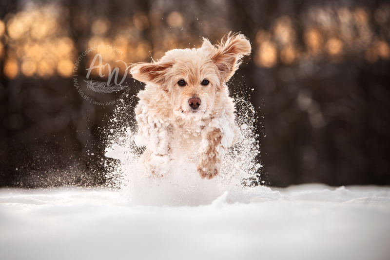 ANJA-WILBS_Tierfotografie_Schneebild_12