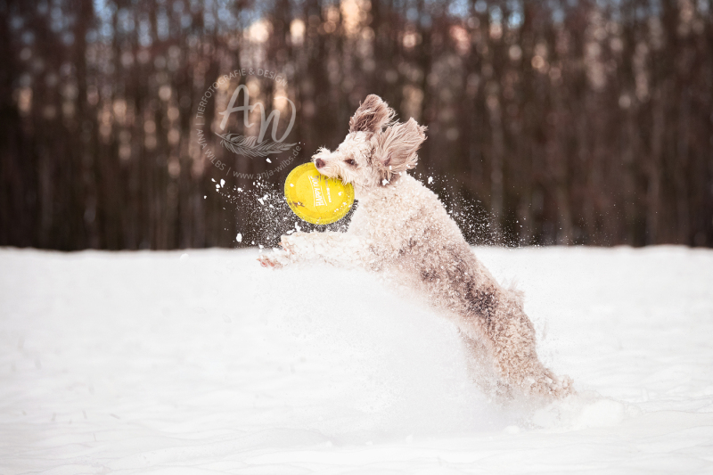 ANJA-WILBS_Tierfotografie_Schneebild_13