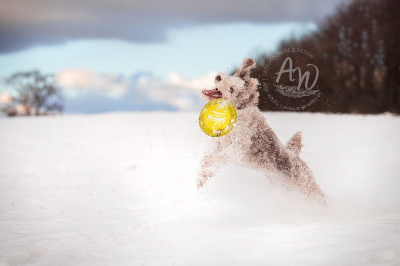 ANJA-WILBS_Tierfotografie_Schneebild_14