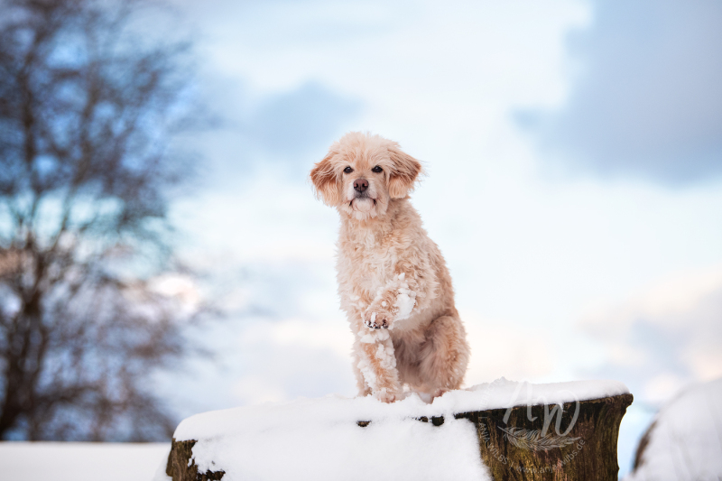 ANJA-WILBS_Tierfotografie_Schneebild_15