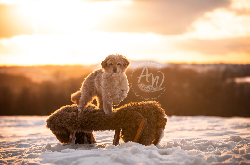 ANJA-WILBS_Tierfotografie_Schneebild_16