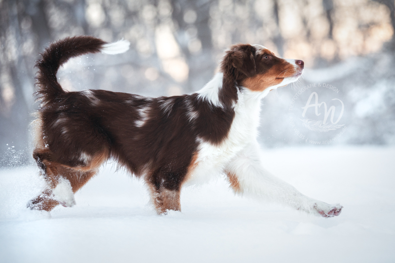 ANJA-WILBS_Tierfotografie_Schneebild_2
