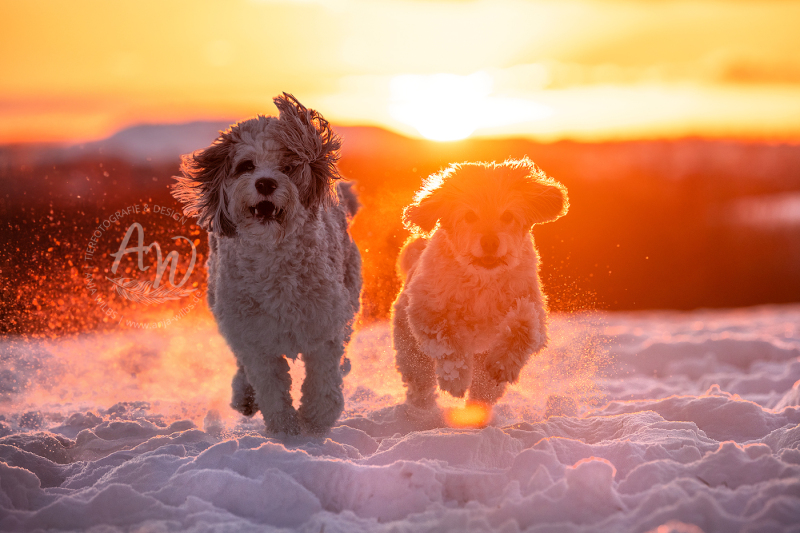 ANJA-WILBS_Tierfotografie_Schneebild_20