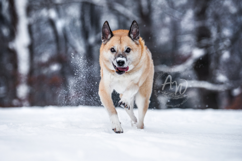ANJA-WILBS_Tierfotografie_Schneebild_23