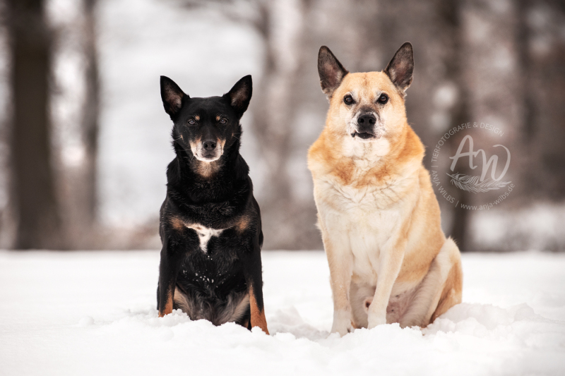 ANJA-WILBS_Tierfotografie_Schneebild_24