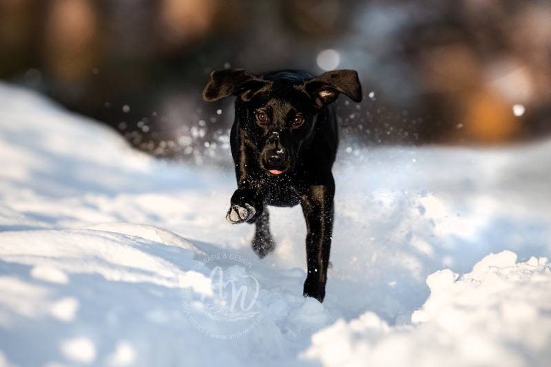 ANJA-WILBS_Tierfotografie_Schneebild_26