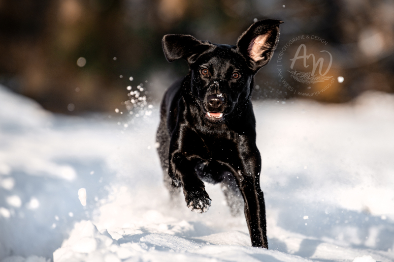 ANJA-WILBS_Tierfotografie_Schneebild_27