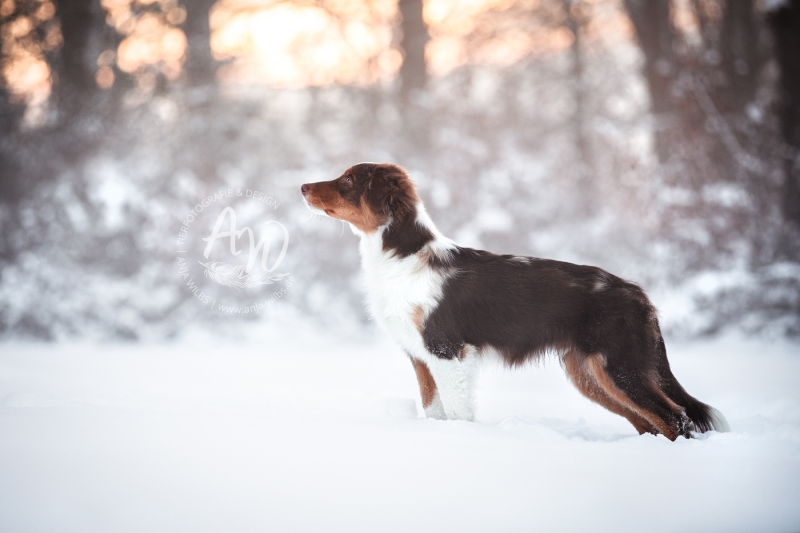 ANJA-WILBS_Tierfotografie_Schneebild_3