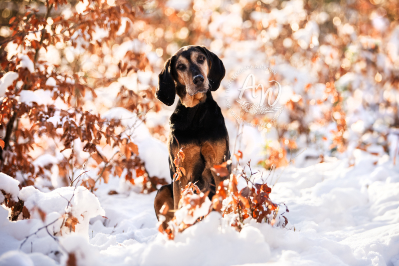 ANJA-WILBS_Tierfotografie_Schneebild_30