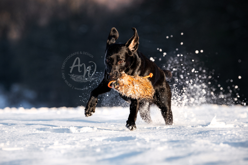 ANJA-WILBS_Tierfotografie_Schneebild_31