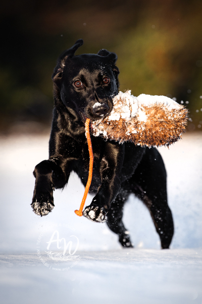 ANJA-WILBS_Tierfotografie_Schneebild_32