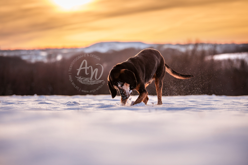 ANJA-WILBS_Tierfotografie_Schneebild_33