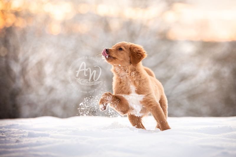 ANJA-WILBS_Tierfotografie_Schneebild_36