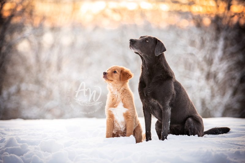ANJA-WILBS_Tierfotografie_Schneebild_37