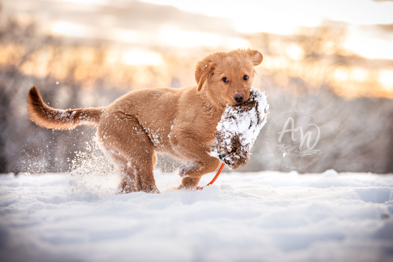 ANJA-WILBS_Tierfotografie_Schneebild_38