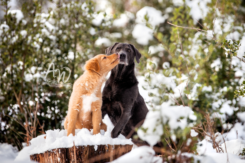ANJA-WILBS_Tierfotografie_Schneebild_39
